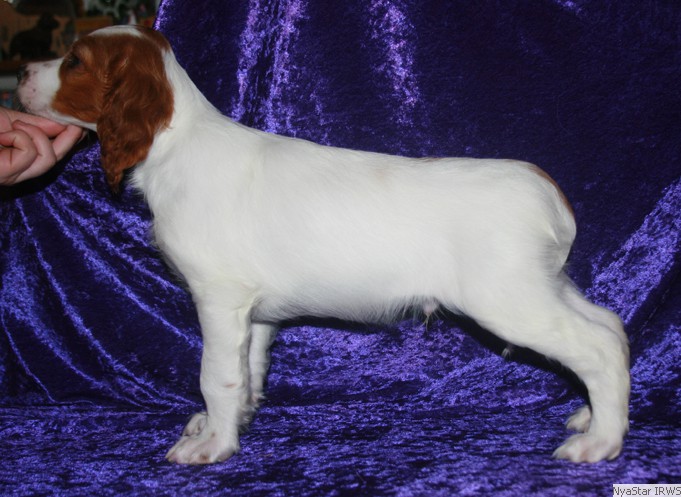 Irish Red & White Setter Puppy