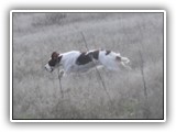 Irish Red and White Setter: CH RedBranch Radiant Sunset at NyaStar
