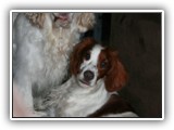 Ella and Arin: NyaStar Irish Red and White Setter