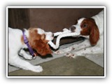 Aoife and Arin Tug of War: NyaStar Irish Red and White Setter
