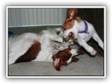 Arin and Aoife playing: NyaStar Irish Red and White Setter
