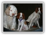 Ella, Aoife and Arin: NyaStar Irish Red and White Setter