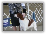 Irish Red and White Setter: CH RedBranch Radiant Sunset at NyaStar