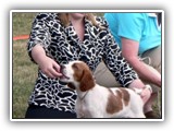 Irish Red and White Setter: CH RedBranch Radiant Sunset at NyaStar