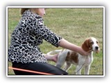 Irish Red and White Setter: CH RedBranch Radiant Sunset at NyaStar