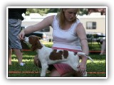 Irish Red and White Setter: CH RedBranch Radiant Sunset at NyaStar