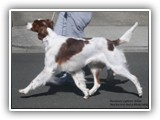 Irish Red and White Setter: Rossmore Lightnin Strikes