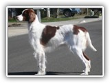 Irish Red and White Setter: Rossmore Lightnin Strikes