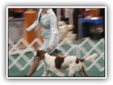 Irish Red and White Setter: Rossmore Lightnin Strikes