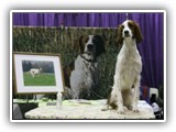 Irish Red and White Setter: Rossmore Lightnin Strikes