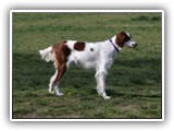 Irish Red and White Setter: Rossmore Lightnin Strikes