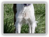 Irish Red and White Setter: Rossmore Lightnin Strikes