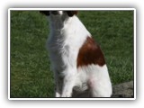 Irish Red and White Setter: Rossmore Lightnin Strikes