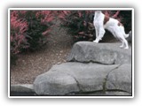 Irish Red and White Setter: Rossmore Lightnin Strikes