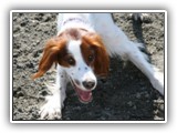 Irish Red and White Setter: Rossmore Lightnin Strikes