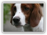 Irish Red and White Setter: Rossmore Lightnin Strikes