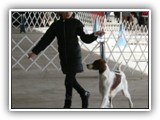 Irish Red and White Setter: Rossmore Lightnin Strikes