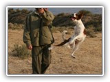 Irish Red and White Setter: Rossmore Lightnin Strikes