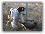 Irish Red and White Setter: Rossmore Lightnin Strikes