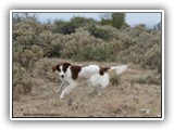 Irish Red and White Setter: Rossmore Lightnin Strikes