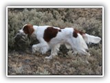 Irish Red and White Setter: Rossmore Lightnin Strikes