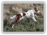 Irish Red and White Setter: Rossmore Lightnin Strikes
