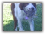 Irish Red and White Setter: Rossmore Lightnin Strikes
