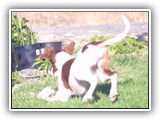 Irish Red and White Setter: Rossmore Lightnin Strikes