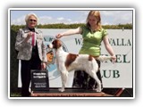 Irish Red and White Setter: Rossmore Lightnin Strikes