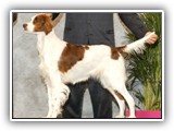Irish Red and White Setter: Rossmore Lightnin Strikes