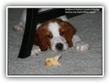 Irish Red and White Setter: CH RedBranch Radiant Sunset at NyaStar