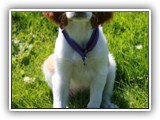 Irish Red and White Setter: CH RedBranch Radiant Sunset at NyaStar