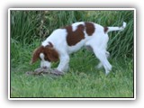 Irish Red and White Setter: CH RedBranch Radiant Sunset at NyaStar