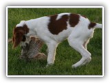 Irish Red and White Setter: CH RedBranch Radiant Sunset at NyaStar