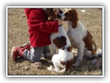 Irish Red and White Setter: Rossmore Lightnin Strikes
