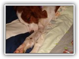 Irish Red and White Setter: Rossmore Lightnin Strikes