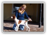Irish Red and White Setter: Rossmore Lightnin Strikes