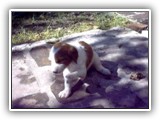 Irish Red and White Setter: Rossmore Lightnin Strikes