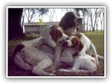 Irish Red and White Setter: Rossmore Lightnin Strikes