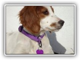 Irish Red and White Setter: Rossmore Lightnin Strikes
