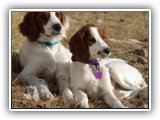 Irish Red and White Setter: Rossmore Lightnin Strikes