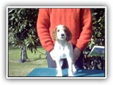 Irish Red and White Setter: Rossmore Lightnin Strikes