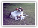 Irish Red and White Setter: Rossmore Lightnin Strikes