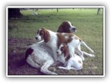 Irish Red and White Setter: Rossmore Lightnin Strikes