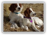 Irish Red and White Setter: Rossmore Lightnin Strikes