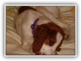 Irish Red and White Setter: Rossmore Lightnin Strikes