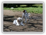 Ella and Arin at the Park: NyaStar Irish Red and White Setter