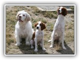 Ella, Aoife and Arin: NyaStar Irish Red and White Setter