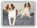 Arin and Aoife in our bed: NyaStar Irish Red and White Setter