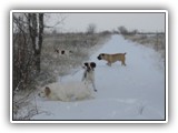 Winter 2009/2010: NyaStar Irish Red and White Setter